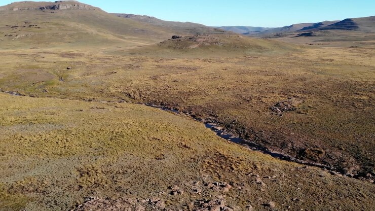 Vista aerea con drone di ruscello serpeggiante in brughiera dorata, colline ondulate sotto un cielo azzurro limpido, vegetazione rada