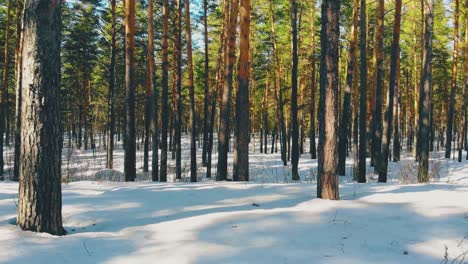 breathtaking pine trees trunks in white snow with shadows