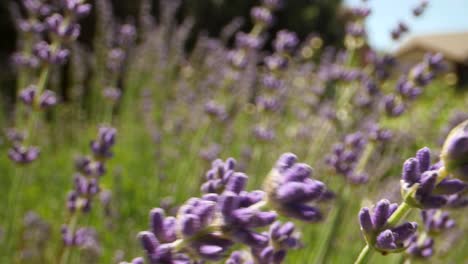 perspectiva macro sacando de la planta de lavanda, perspectiva de error