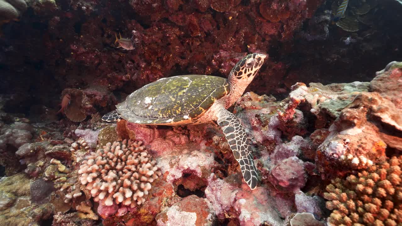 Hawksbill sea turtle sitting on a beautiful coral reef in crystal clear water of the pacific ocean, around the island of Tahiti in French Polynesia