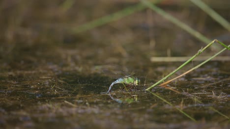 Emperor-Dragonfly-female-lays-eggs-at-water-surface-on-aquatic-vegetation