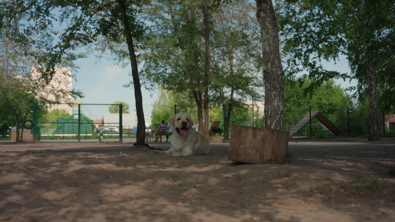 perro buscando la sombra para refrescarse, labrador relajándose bajo los árboles, perro tranquilo descansando plácidamente bajo la sombra fresca en verano, labrador sereno tumbado cómodamente bajo árboles frondosos durante una tarde tranquila