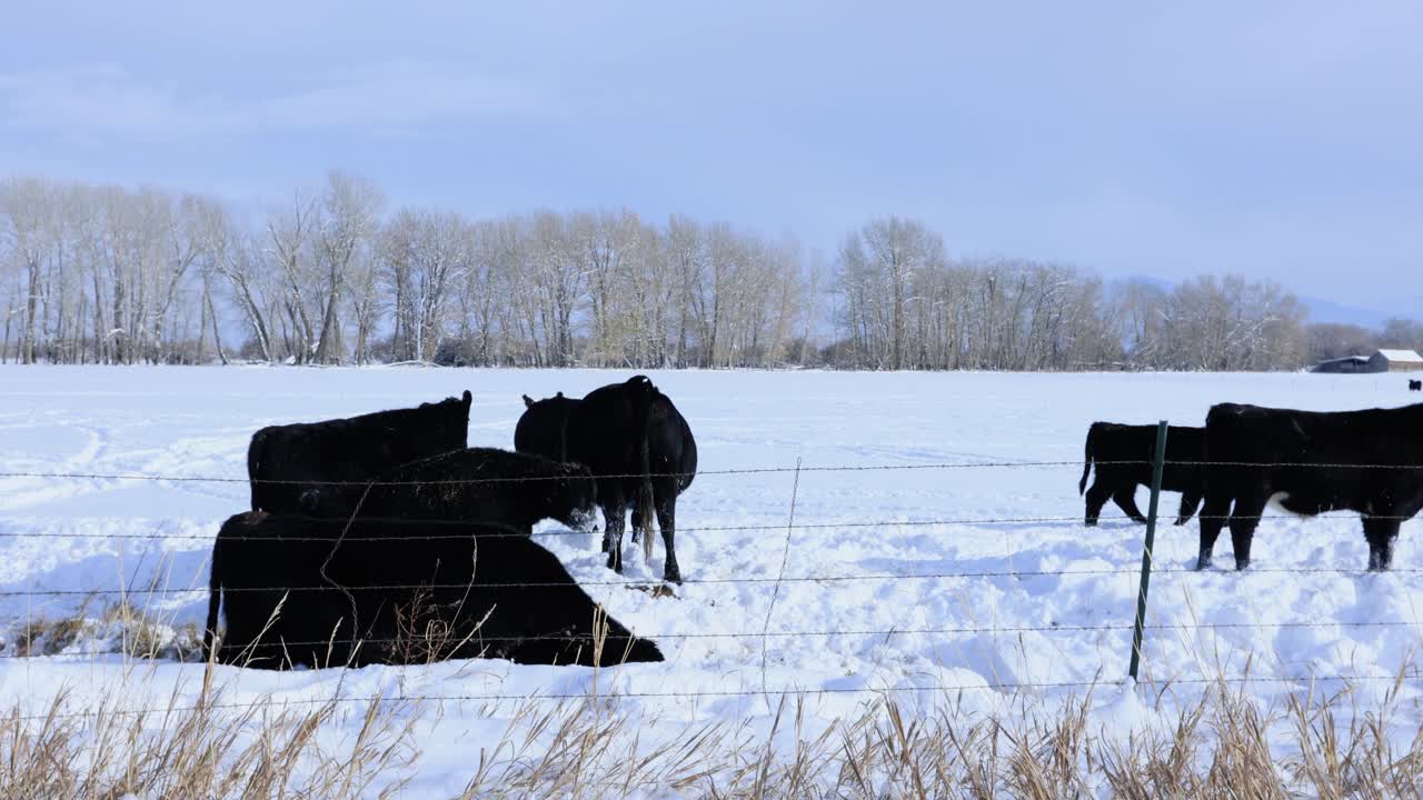 rebaño de ganado amontonado durante el invierno en montana 4k