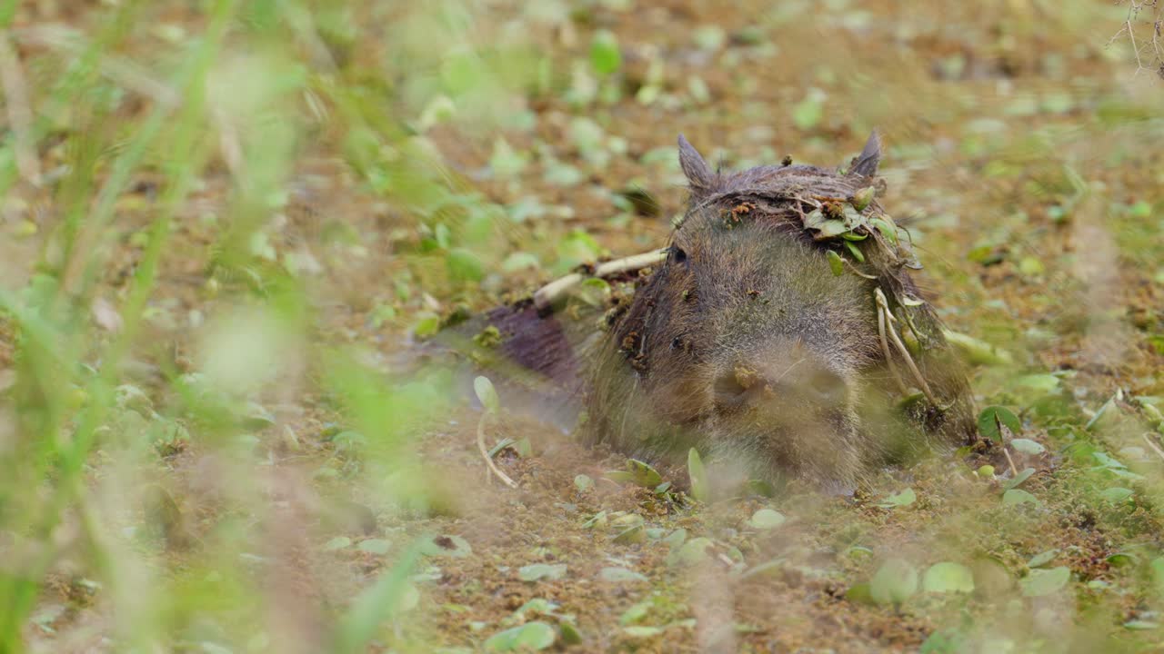 lindo carpincho camuflado y mezclado con la vegetación circundante, enfriándose y refrescándose en el agua pantanosa mientras agita sus orejas de vez en cuando para repeler a los insectos