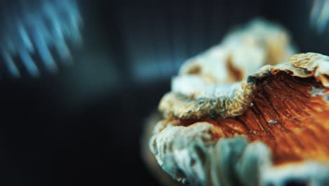 un macro de primer plano cinematográfico giratorio de una psilocibina psicoactiva mágica alucinación hongo seco con una gorra roja, iluminación de estudio, video 4k