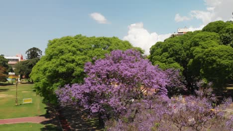 sunny buenos aires avenue: a tree-adorned thoroughfare with steady traffic