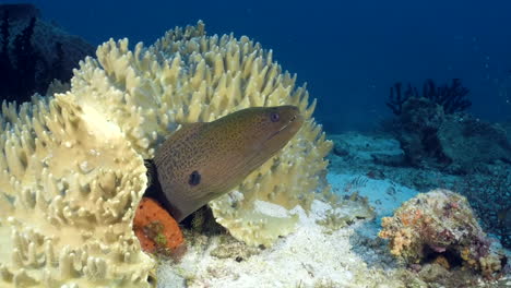 Moray-eel-underwater-at-the-bottom-of-the-sea