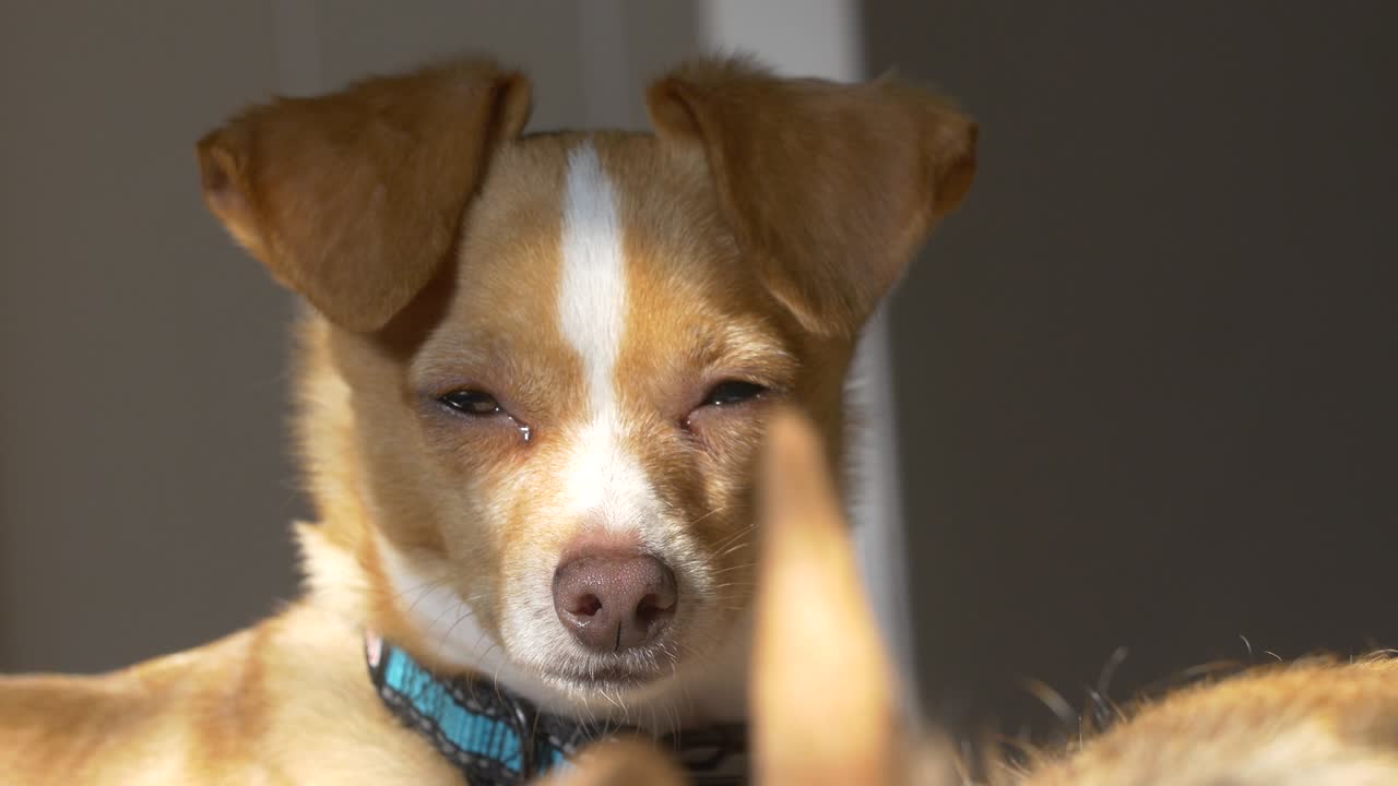 perro durmiendo a la luz del sol