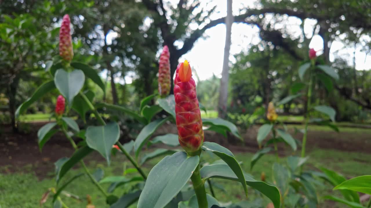 Close-up of a colorful Heliconia flower with pollinating insects in a tropical garden in Tortuguero, Costa Rica.