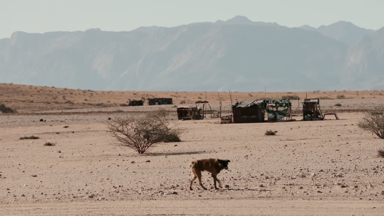Dog in a Desert Landscape
