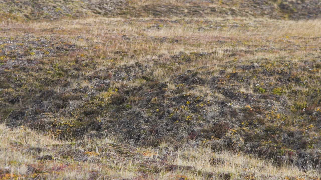 сухой травянистый холмистый ландшафт