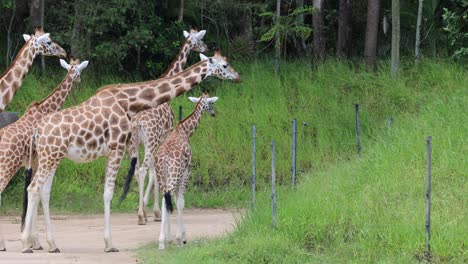 jirafas moviéndose y comiendo en un hábitat natural