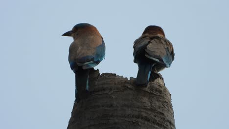 indian roller couple birds in their nest