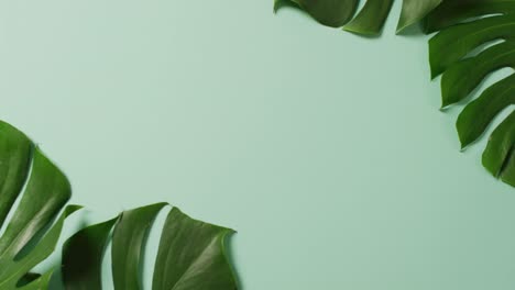 animación de hojas verdes exuberantes sobre fondo verde con espacio de copia