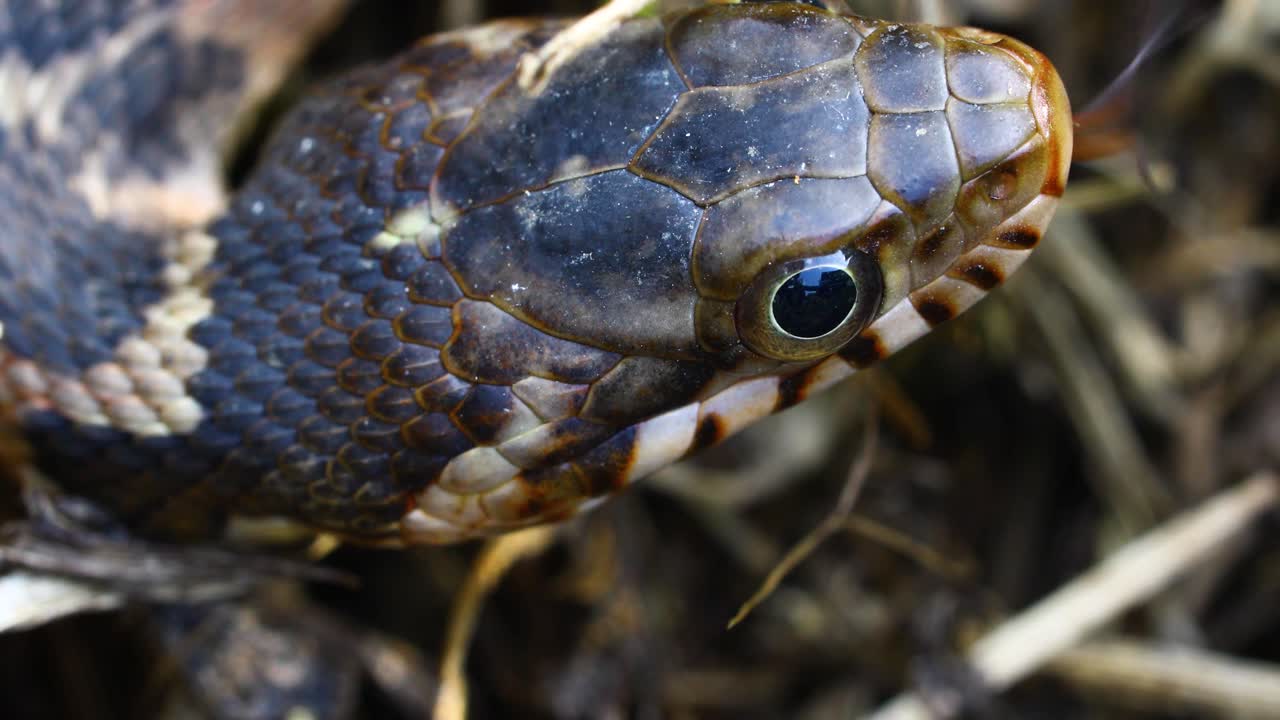 Blotched Water Snake Nerodia erythrogaster transversa macro closeup