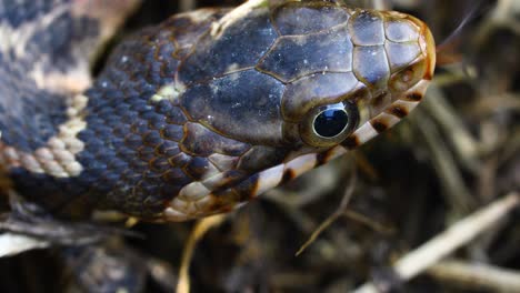 blotched water snake nerodia erythrogaster transversa macro closeup