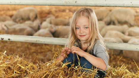 porträt eines kaukasischen kleinen mädchens, das im stall mit schafen im hintergrund sitzt