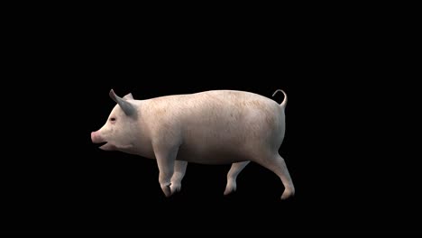 a pig walking on black background, 3d animation, animated animals, seamless loop animation