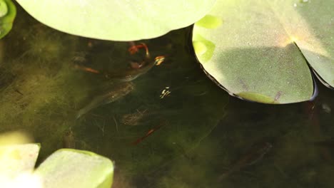 fish swimming among water lilies in a pond