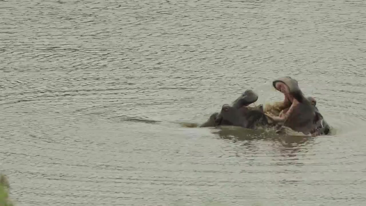 Wide shot of two young hippos play fighting in the water, Kruger Park.