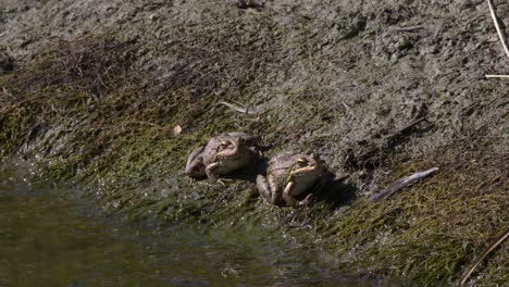 close-up of two iberian frogs, also known as iberian brook frogs, sitting in the mud next to a pond