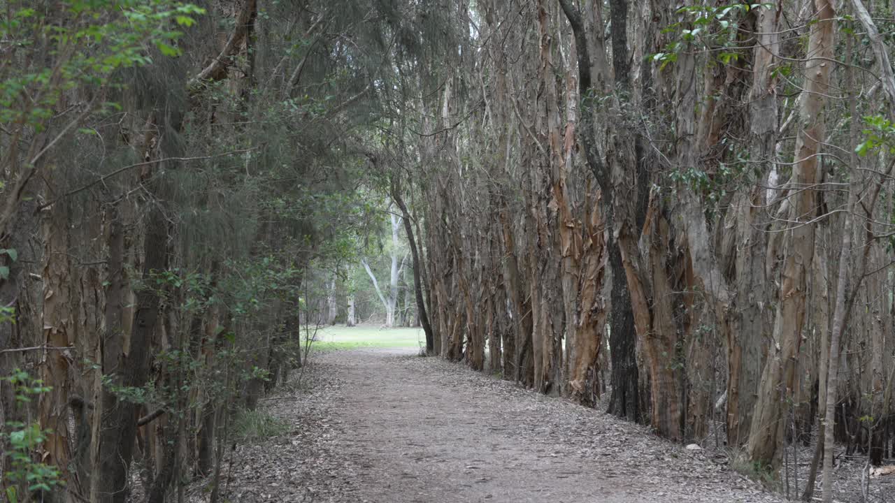오스트레일리아 골드코스트의 자연 공원 내의 로맨틱한 숲 트렉 하이킹 경로