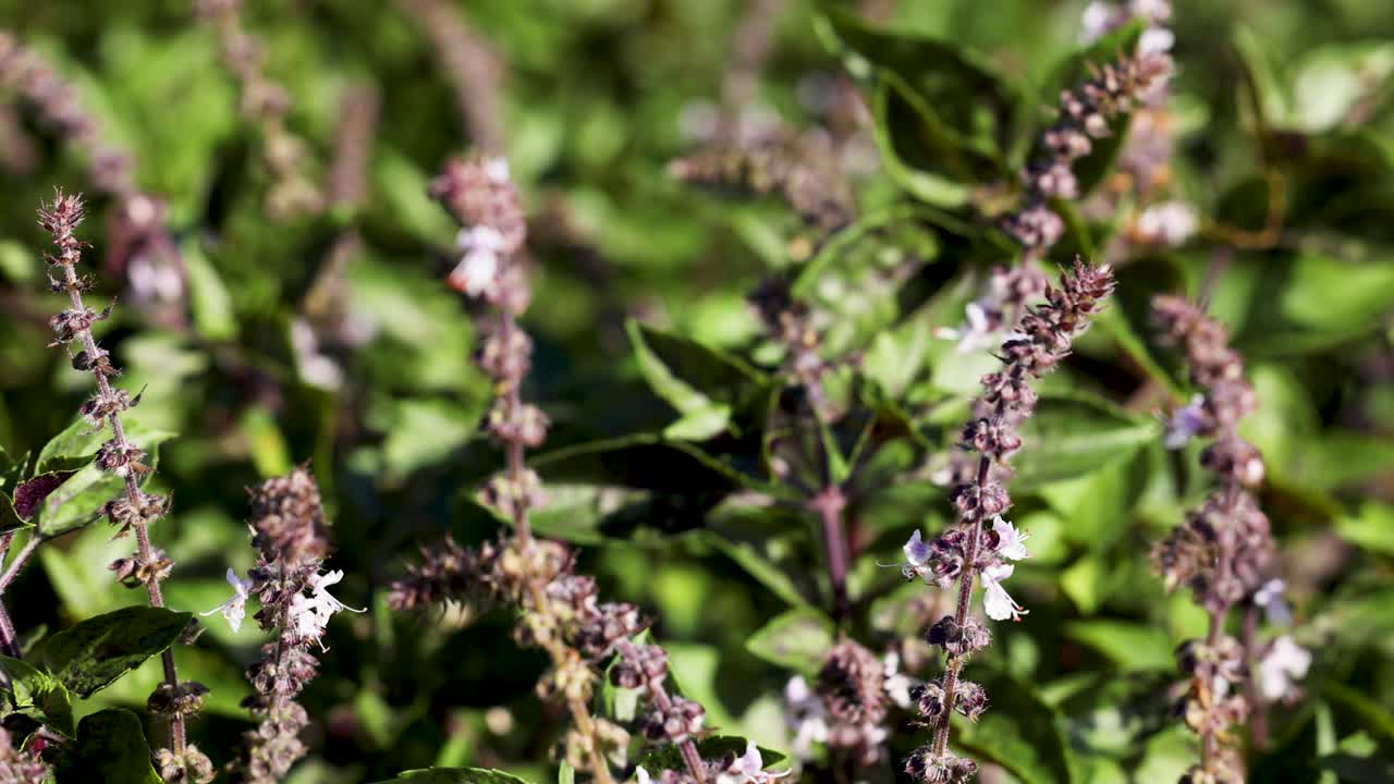 Holy basil plants sway gently in bright sunlight, showcasing vibrant green leaves and purple flowers in a natural setting