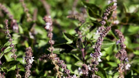 holy basil plants sway gently in bright sunlight, showcasing vibrant green leaves and purple flowers in a natural setting