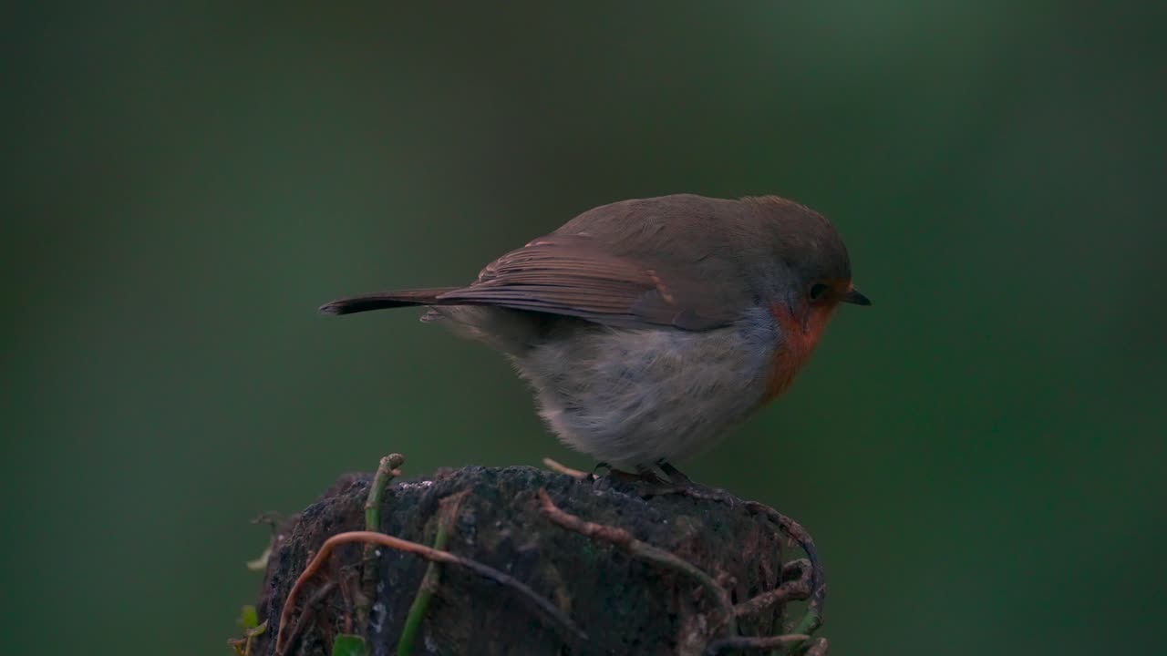 Un petirrojo europeo macho está posado en un tocón de árbol antes de volar