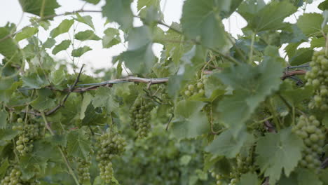 Zeitlupe-Der-Grünen-Weintrauben-Der-Weinberge