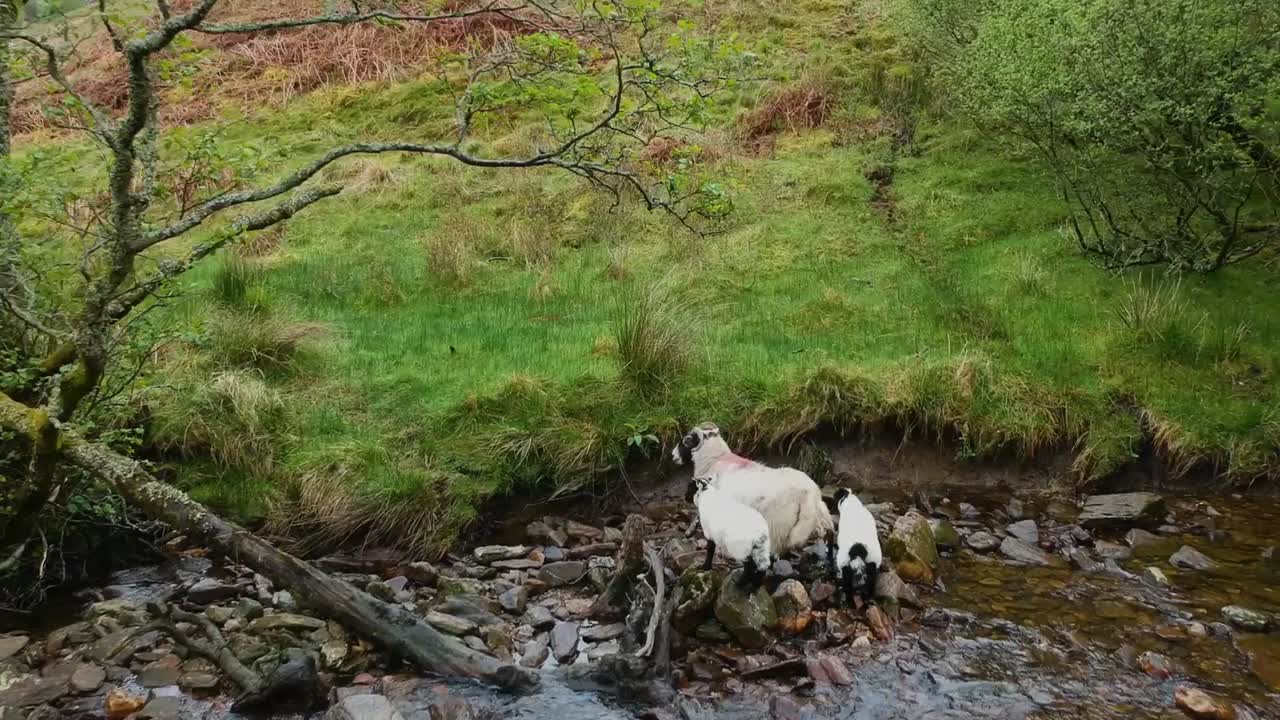 하이랜드 크릭 옆에 서 있는 스코틀랜드 산에서 하이랜드 양의 영화 드론 샷
