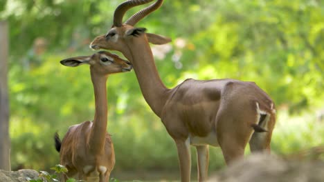 Giraffe-gazelle-mother-and-child-showing-a-bond-of-love,-beautiful-green-background