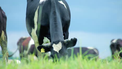 dairy farm cattle grazing. dairy cattle grazing. grazing cattle in field