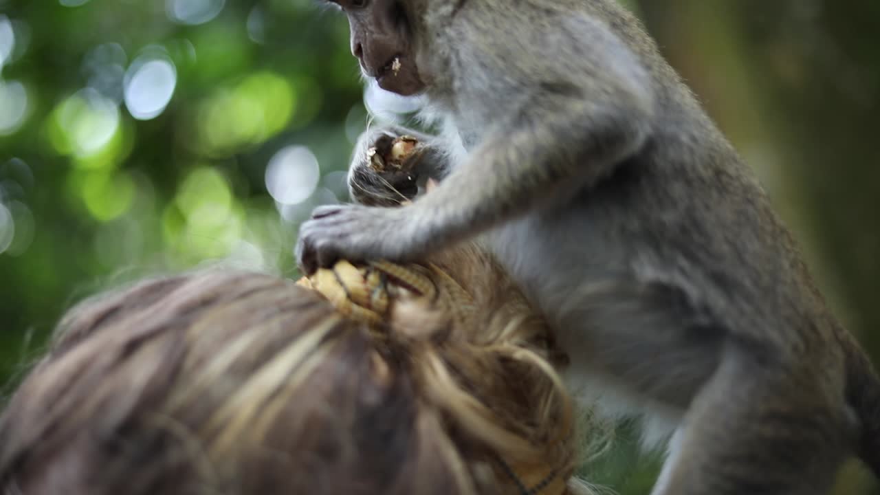 un mono balinés de cola larga en el bosque de monos sagrados en bali, indonesia jugando y sentado en la cabeza de un turista comiendo algo de comida