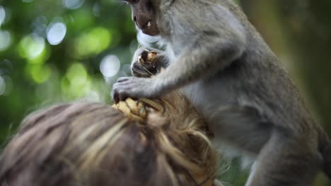 Ein-Balinesischer-Langschwanzaffe-Im-Heiligen-Affenwald-In-Bali,-Indonesien,-Der-Auf-Dem-Kopf-Eines-Touristen-Spielt-Und-Sitzt-Und-Etwas-Isst