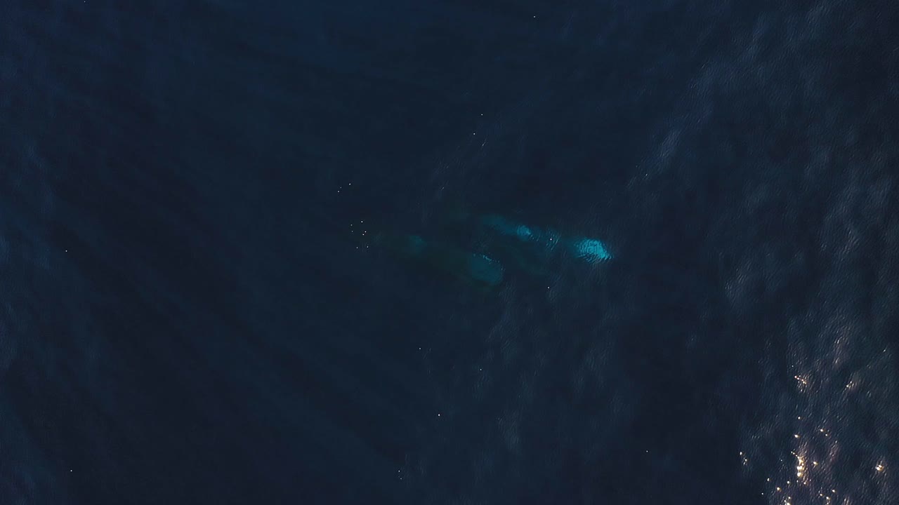 마데이라의 수면 아래에서 함께 헤엄치는 두 고래의 드론 클립