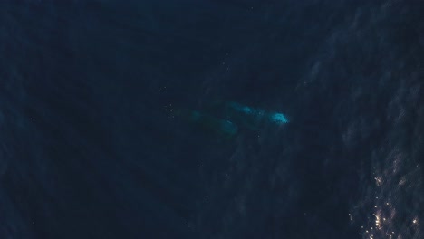 Clip-De-Dron-De-Dos-Ballenas-Nadando-Juntas-Debajo-De-La-Superficie-En-Madeira