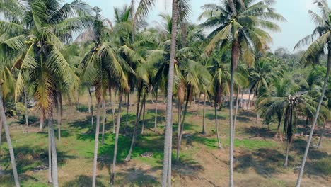 Movimiento-Entre-Altas-Palmeras-Tropicales-Que-Crecen-Bajo-Un-Cielo-Despejado