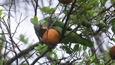 Loro-De-Color-Rojo-Posado-En-Un-Tilo-Mandarín-Y-Comiendo-Sus-Frutos