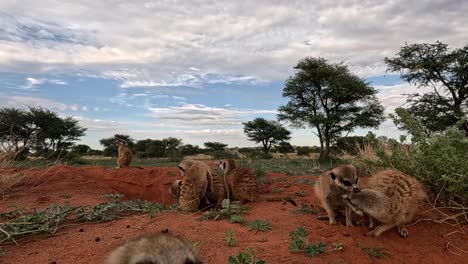 This-GoPro-action-cam-ground-view-offers-a-glimpse-into-their-playful-antics-and-general-habits-as-a-curious-pup-approaches-the-camera,-providing-an-up-close-encounter-with-these-captivating-creatures