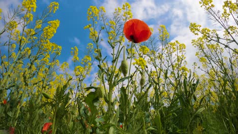 campo de amapolas silvestres, flores rojas y amarillas con fondo de cielo azul soleado, cultivo de colza en la costa brava de españa.