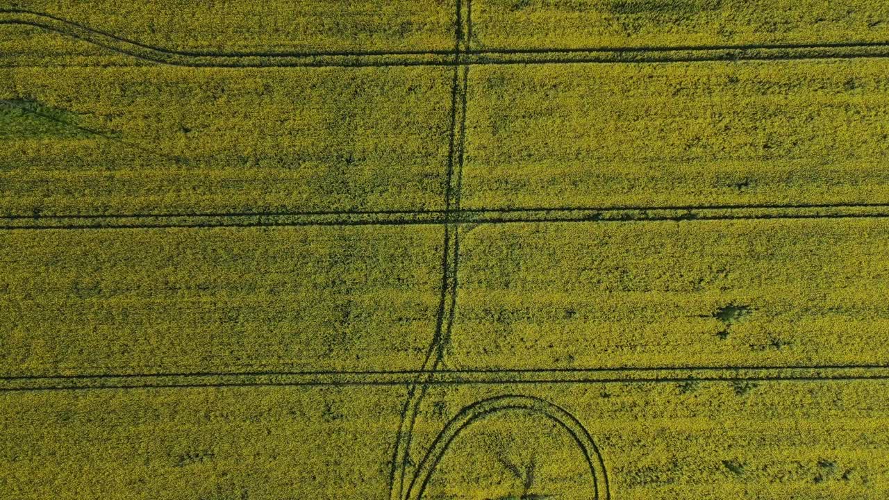 An aerial view showcasing a vast yellow canola field intersected by neat tractor tracks. The vibrant field stretches across the frame, creating a geometric pattern against the lush landscape.