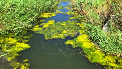 Bright-green-swamp-grass-with-sunny-and-windy-weather,-pond-lake-with-moss-in-Marbella-Spain