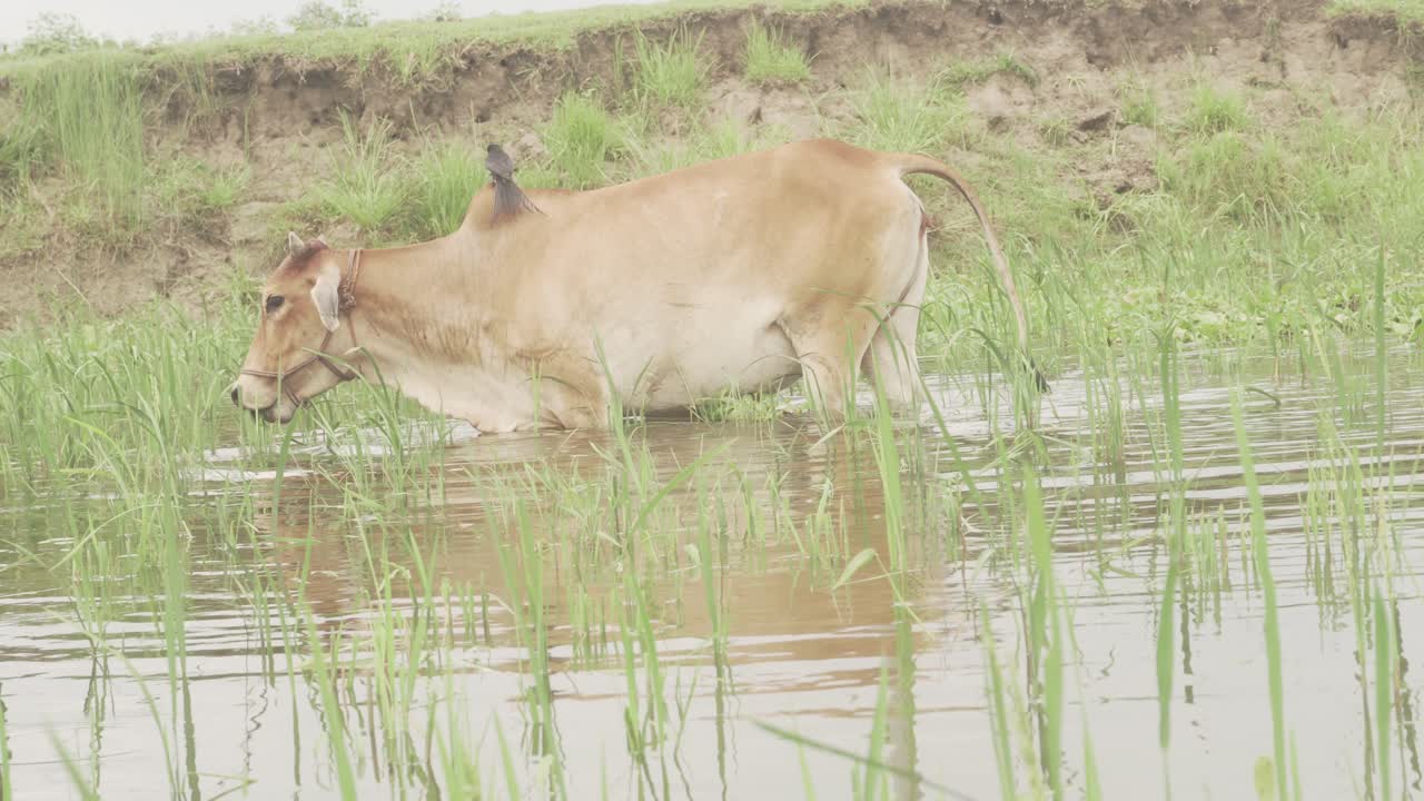 A cow is walking in the water while a bird is flying around