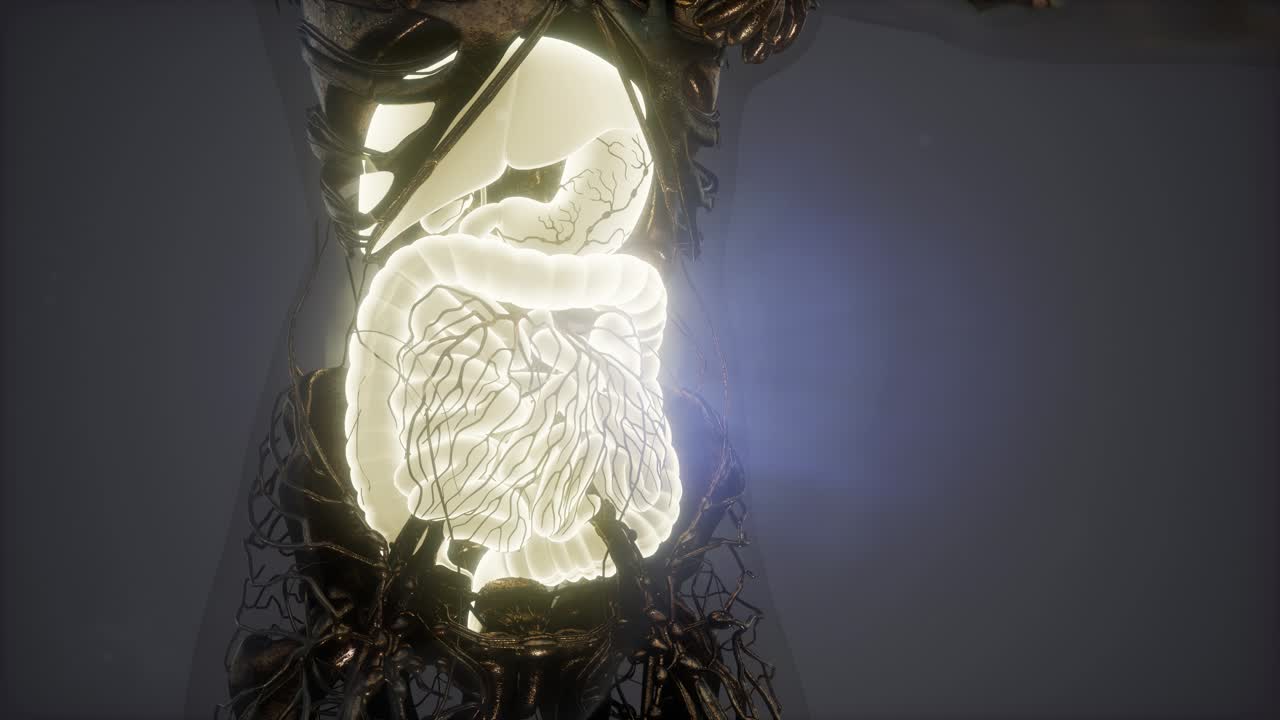 Human Body with Visible Digestive System