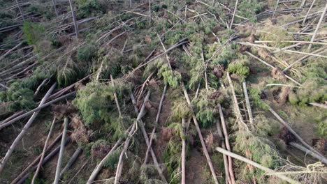 Imágenes-Cinematográficas-De-Drones-Que-Vuelan-A-Baja-Altura-Sobre-Un-Bosque-Devastado-De-Pinos-Rotos-Y-Arrancados-De-Raíz-En-Una-Plantación-Forestal-Después-De-Una-Tormenta-Extrema-En-Escocia-En-Una-Luz-Nocturna-Cambiante-Y-Moteada