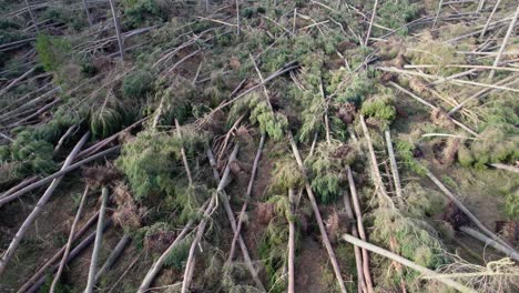 imágenes cinematográficas de drones que vuelan a baja altura sobre un bosque devastado de pinos rotos y arrancados de raíz en una plantación forestal después de una tormenta extrema en escocia en una luz nocturna cambiante y moteada