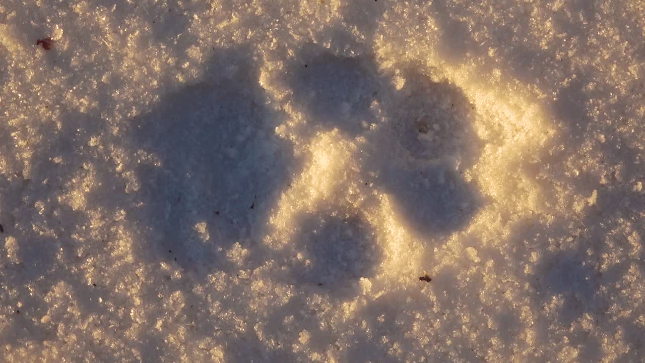 Primo piano di un'impronta di zampa di animale impressa nella neve fresca, illuminata dalla calda luce solare che enfatizza la texture e il contrasto sulla superficie ghiacciata