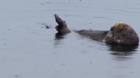 sea otter,grooming herself and floating in the ocean water