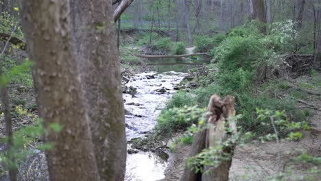 Static-slow-motion-shot-focuses-on-tranquil-creek-winding-through-lush-forest